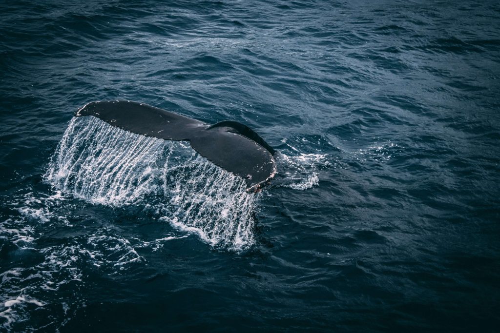 A blue whale sticks its tail out of the ocean 